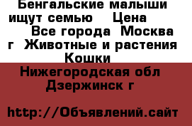 Бенгальские малыши ищут семью) › Цена ­ 5 500 - Все города, Москва г. Животные и растения » Кошки   . Нижегородская обл.,Дзержинск г.